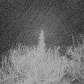 Webcam_20200105-050000