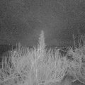 Webcam_20200115-050000
