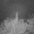 Webcam_20200116-050000