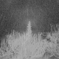 Webcam_20200118-050000