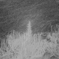Webcam_20200120-063000
