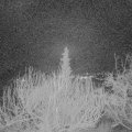 Webcam_20200121-050000