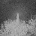 Webcam_20200121-060000