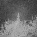 Webcam_20200121-063000