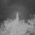 Webcam_20200122-050000