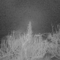 Webcam_20200124-050000