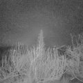 Webcam_20200129-050000