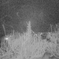 Webcam_20200129-183000