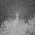 Webcam_20200130-050000