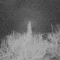 Webcam_20200203-050000