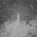Webcam_20200206-050000