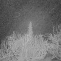 Webcam_20200206-053000