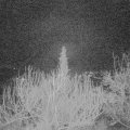 Webcam_20200217-050000