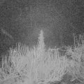 Webcam_20200229-050000