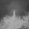 Webcam_20200301-050000