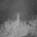 Webcam_20200307-050000