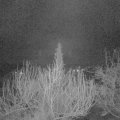 Webcam_20200309-050000