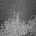 Webcam_20200311-050000