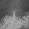 Webcam_20200312-050000
