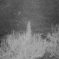 Webcam_20200313-050000
