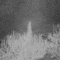 Webcam_20200317-050000