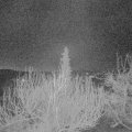 Webcam_20200322-050000
