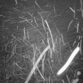 Webcam_20210112-083000