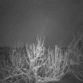 Webcam_20210118-050000