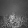 Webcam_20210118-060000