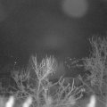 Webcam_20240317-050000