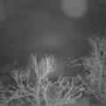 Webcam_20240321-050000