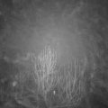 Webcam_20241230-051500