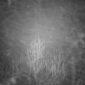 Webcam_20241231-070000