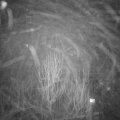 Webcam_20250117-183000