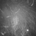 Webcam_20250117-190000