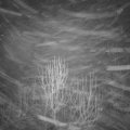 Webcam_20250120-060000