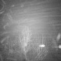 Webcam_20250120-071500