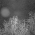 Webcam_20250131-060000