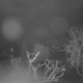Webcam_20250329-061500