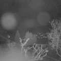 Webcam_20250402-051500